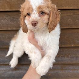 Camelian - Red and white female Cockapoo puppy in Connersville, Indiana from MoonShine Babies