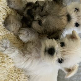 Miniature Schnauzer Puppies from Isla Schnauzers