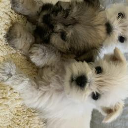 Miniature Schnauzer Puppies from Isla Schnauzers