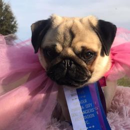 Princess Buttercup - Pug