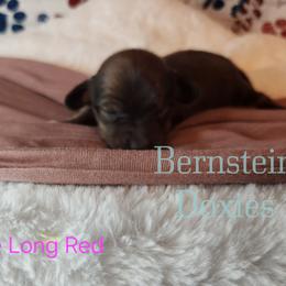Boy 2 - Red male Dachshund puppy in Lovell, Wyoming from Bernstein Doxies