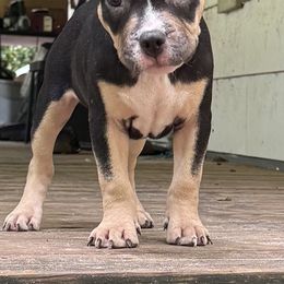 Caramel - Black tri-color female American Bully puppy in Tallahassee, Florida from Alpha Street Bully Kennels