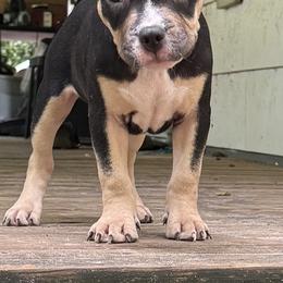 Caramel - Black tri-color female American Bully puppy in Tallahassee, Florida from Alpha Street Bully Kennels