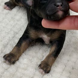 Ebony - Phantom female Poodle puppy in Wheatland, California from Sapphire Ridge Poodles