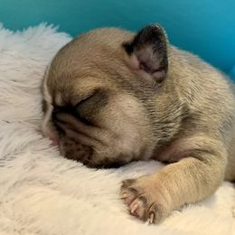 French Bulldog Puppies from Arrow Dynamic Frenchies