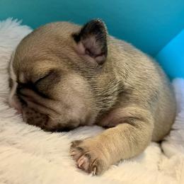 French Bulldog Puppies from Arrow Dynamic Frenchies