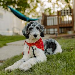 Kobi - Goldendoodle