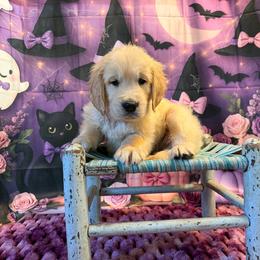Boy 2 (Nikon) (brown collar) - Light golden male Golden Retriever puppy in Hubbard, Ohio from Whickering Pines Golden Retrievers