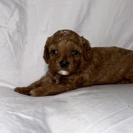 American Bulldog, Aussiedoodle, and Cavapoo Puppies from J&K Kennels