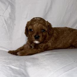 American Bulldog, Aussiedoodle, and Cavapoo Puppies from J&K Kennels
