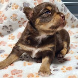 Cinnamon - Red tri female Miniature Australian Shepherd puppy in Laconia, Indiana from Beasley Acres Aussies