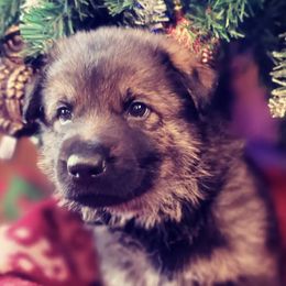 German Shepherds from Killingbeck Kennels