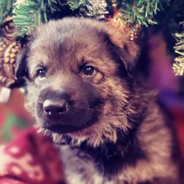 German Shepherds from Killingbeck Kennels