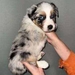 Phoenix - Blue merle male Australian Shepherd puppy in Weeki Wachee, Florida from Ace of Spades Australian Shepherds