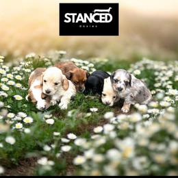 Dachshund puppies from Stanced Doxies
