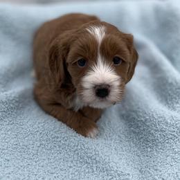 Jack - Red  male Goldendoodle puppy in Kansas City, Kansas from Bella & Ivy’s Mini Goldendoodles of KC