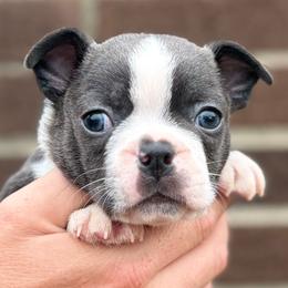 Squirtle - Blue male Boston Terrier puppy in West Jefferson, Ohio from Kline Kennels