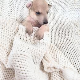 Donner - Fawn male Italian Greyhound puppy in Jacksonville, Alabama from Adornare Kennels