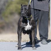Brava - Perro de Presa Canario