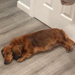Barbie - Dachshund