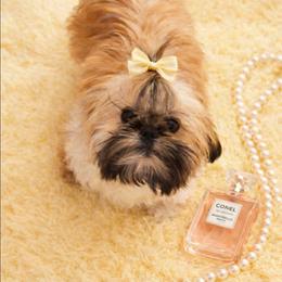 Boujie - Shih Tzu