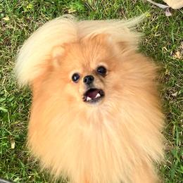 Bennie - Orange male Pomeranian puppy in Sprague, Washington from Poetry Poms