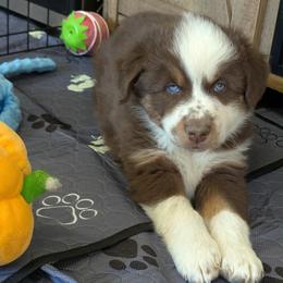 Jack - Red tri-color male Australian Shepherd puppy in Parker, Colorado from Legacy Ranch Australian Shepherds