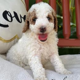 Light Green boy - Parti male Goldendoodle puppy in Wilmington, North Carolina from Wrightsville Beach GoldenDoodles