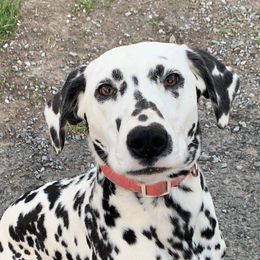 Kenna  - Dalmatian