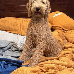 Boy 5 - male Labradoodle puppy in Mission, Texas from Sharyland Pets