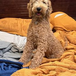 Boy 5 - male Labradoodle puppy in Mission, Texas from Sharyland Pets