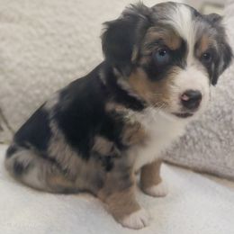 Australian Mountain Doodle, Bernedoodle, Companion Cross, and Shihpoo Puppies from Perfect Companion Puppies