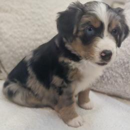 Australian Mountain Doodle, Bernedoodle, Companion Cross, and Shihpoo Puppies from Perfect Companion Puppies