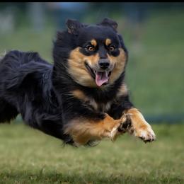 Kortana - Australian Shepherd