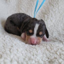 Tanner - Dapple male Dachshund puppy in Anaconda, Montana from Williams Family Dachshunds