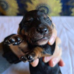 Girl 3 - Black and tan female Dachshund puppy in Fallon, Nevada from Butterbean Dachshunds