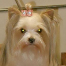 Boxers and Yorkshire Terriers from Pine Oaks Kennel