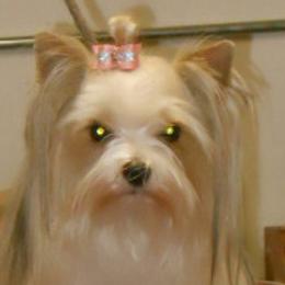 Boxers and Yorkshire Terriers from Pine Oaks Kennel