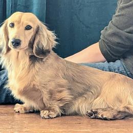 LADY OF RIVENDELL - Cream female Dachshund puppy in Moscow, Idaho from Bailiwick of Gurnsey