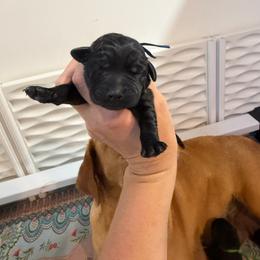 Aspen - Black female Labrador Retriever puppy in Elloree, South Carolina from Moonlight Kennels LLC