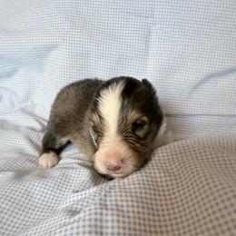 Male 1 - Sable and white male Shetland Sheepdog puppy in Hobbs, New Mexico from Kailyn Shelties