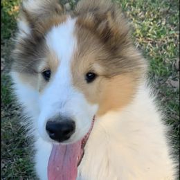 Collies from Costello Farm
