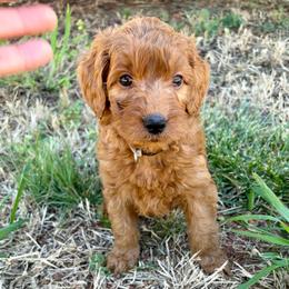 F1B Goldendoodle Bay - Red  male Goldendoodle puppy in Redding, California from Casa Delarosa Collective Poodles & Doodles