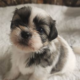 Maxine (Max) - Brindle and white Shih Tzu puppy in Richmond, Missouri from Natalie's Happy Fur Paw Shih-Tzues and More