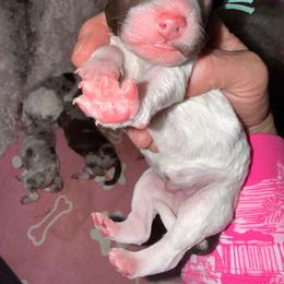 Aqua - Brown and white male Bernedoodle puppy in Curtice, Ohio from The Pink Doghouse