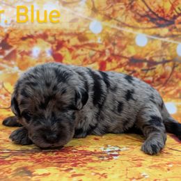 Mr. Blue - Merle male Labradoodle puppy in Lebanon, Pennsylvania from Robertson's Retrievers and Doodles