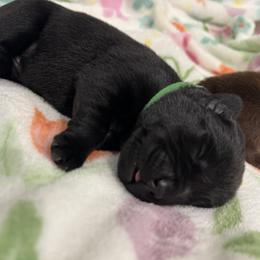 Green - Black male Labrador Retriever puppy in North East, Pennsylvania from Newara’s Dog House LLC