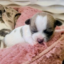 Michael - Sable spotted white male Chihuahua puppy in Downey, Idaho from Seven Diamond Chihuahua's
