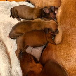 Ashley - Red female Dachshund puppy in Madisonville, Texas from Little B’s Dachshund Farm