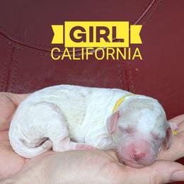 California - Cream female Goldendoodle puppy in Cambridge, Minnesota from Country Meadow Doodles